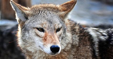 kayotes|Coyote Facts: Habitat, Diet, & Threats 